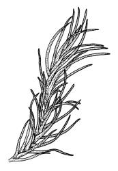 Dicranella heteromalla, portion of shoot, moist. Drawn from J.E. Beever 52-13a, CHR 462056.
 Image: R.C. Wagstaff © Landcare Research 2018 